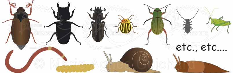Coléoptères, insectes et mollusques