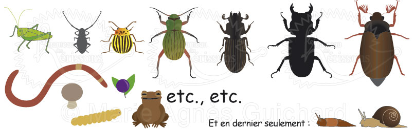 Coléoptères, insectes et mollusques