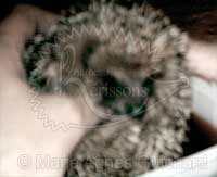 Bain de Bétadine® diluée