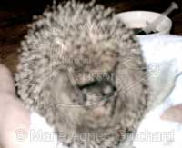 P'tite Princesse pendant les soins