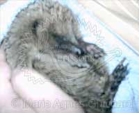 P'tite Princesse s'endort