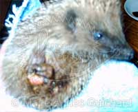 P'tite Princesse pendant les soins