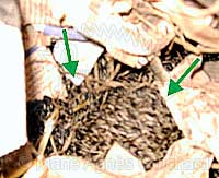 Pépito et P'tite Princesse dans le même nid