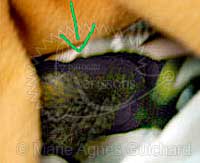 Nid de P'tite Princesse