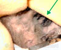 Nid de P'tite Princesse