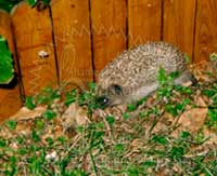 Bébé hérisson au jardin