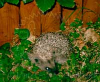 Bébé hérisson au jardin