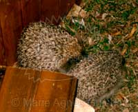 Bébé hérisson au jardin